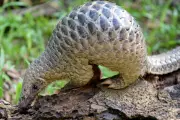 Malaysian Tourist Resort Raided for Serving Critically Endangered Pangolin Meat