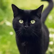 Natural Cat Deterrents to Protect Your Flower Beds and Garden