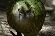 New Zealand's 'Smelly' Flightless Parrot Defies Extinction Odds