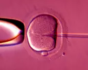 NHS IVF Crisis: 70% of England Offers Just One Cycle, Defying Guidelines