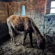 Nightmare Farm Horror: Mother and Daughter Sentenced for Animal Cruelty