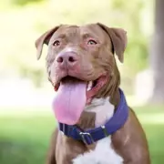 Nikon's Heartography Camera Captures Dog's Exciting Moments Automatically