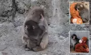 Orphaned Macaque Punch Finds Forever Friend in Zoo Troop After Viral Loneliness