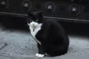 Palmerston, Former Foreign Office Chief Mouser, Dies Peacefully in Bermuda