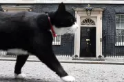 Palmerston, the Beloved Foreign Office Cat, Passes Away in Bermuda