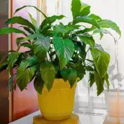 Peace Lily Owners Urged to Relocate Plants Now for Spring Blooms