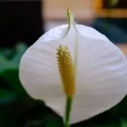 Peace Lily Winter Care: Essential Step to Prevent Cold Damage Before Spring