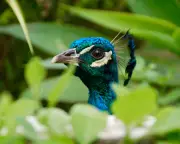 Peacocks and Snow Moons: Readers' Best Nature Photographs