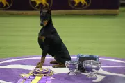 Penny the Doberman Wins Best in Show at 150th Westminster Dog Show