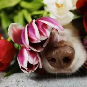 Pet Owners Alert: 5 Common Plants That Are Toxic to Dogs and Cats