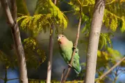 Phoenix Lovebirds: What Monogamous Parrots Teach Us About Lasting Bonds
