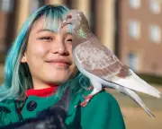 Pigeon Feud in Norwich: Hawk vs. Contraceptives in Urban Bird Battle