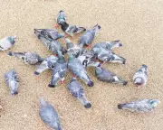 Pigeon Population Control: Experts Debate Feeding Bans vs. Natural Solutions