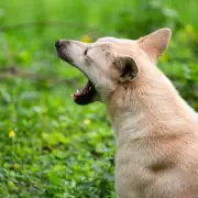 Police Guidance on Noisy Neighbour Dogs: Direct Approach Advised First