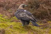 Police Investigate Shooting of Golden Eagle Hamlet in Scottish Borders