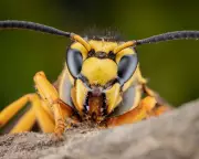 Polling on Insects Reveals Trump's Unpopularity Ahead of US Midterms