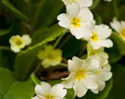 Primroses: From Dismissed to Delightful, A Gardener's Reappraisal