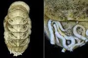 Public Names Deep-Sea Mollusc 'Ferreiraella Populi' After Global Online Campaign