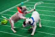 Puppy Bowl XXII Showcases Senior Dogs in Team Oldies vs Team Goldies Halftime Showdown