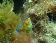 Rare Braun's Wrasse Fish Discovered in Western Australia's Kelp Forests