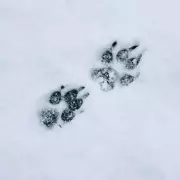Rescuers Track Snowy Paw Prints to Abandoned House, Discover Two Dogs in Distress