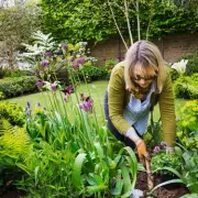 RHS Urges UK Gardeners to Hunt for Rare Pink Daffodil This Spring