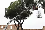 Rome Fells Historic Pines Near Forum After Collapses Injure Tourists