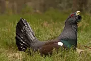 RSPB Reports Capercaillie Population Boost in Scotland Amid Conservation Efforts