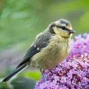 RSPB Urges UK Households to Install Nest Boxes Before Spring Arrives