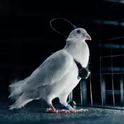 Russia's Pigeon Bio-Drone Project Raises Military and Ethical Concerns