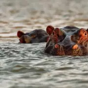 Safari Guide Survives Hippo Attack After Being Swallowed Whole in Zambezi River
