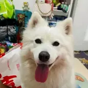 Samoyed Dog Dies in Firework Attack as Boys Hurl Lit Explosive into Cage