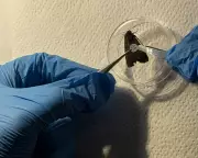 Scientists Track 10,000 Australian Moths Using Eyelash Glue and Confetti Tags