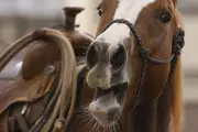 Scientists Uncover the Whistling Secret Behind the Horse's Whinny