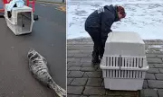 Seal Pup Rescued After Blocking Scarborough Road, Returned to Sea Safely