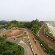 Security Breach at Japanese Racing Hub as Car Enters Horse Training Centre