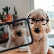 Senior Rescue Dogs Stay Up Until Midnight Waiting for Owner's Return