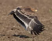 Serbia's Imperial Eagles Stage Remarkable Recovery from Brink of Extinction