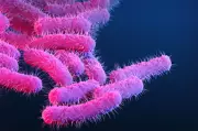 Shigella Outbreak in Cape Verde: UK Health Alert for Travellers