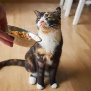 Simple Cat Food Switch Boosts Feline Health and Energy Levels