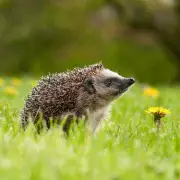Simple Water Bowl in Garden Can Attract Hedgehogs Through Winter