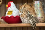 Sleepy Owl Found Napping on Shelf in New York Antique Store