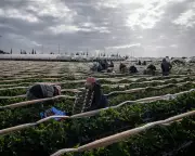 Spain's Landmark Amnesty for 500,000 Undocumented Migrants: A Personal Perspective