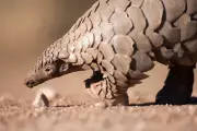 Spanish Police Probe 'Crime Against Wildlife' After 40kg of Dead Pangolins Found in Suitcase
