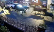 Stampede of 12 Horses Causes Chaos on Nottinghamshire Residential Street