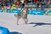 Stray Dog Interrupts Olympic Cross-Country Skiing at Milan Cortina Games