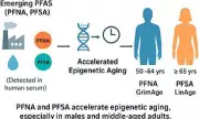 Study Reveals Middle-Aged Men Most Vulnerable to 'Forever Chemicals' Accelerating Ageing