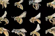 Study Reveals 'Treasure Map' for Thousands of Undiscovered Bee Species