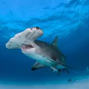 Surfer's Terrifying Hammerhead Shark Attack Caught on Camera in Rare Encounter