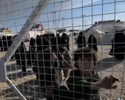 Syria's IS Camps Empty as Repatriation Chaos Unfolds, Sparking Security Fears